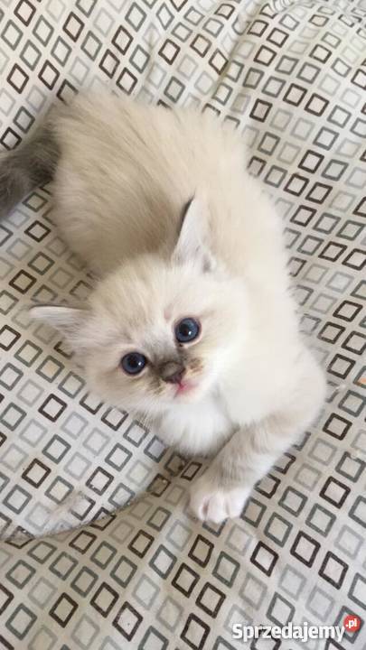 Kocięta Championach Ragdoll z CadiCat Rodowód Katowice