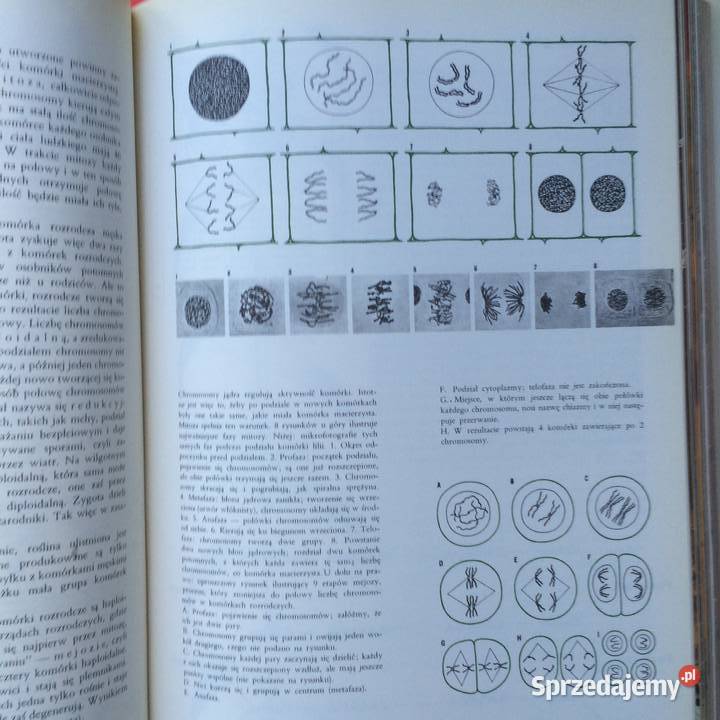 2582 Encyklopedia Larousse