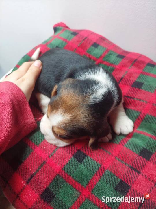 Piesek suczka rasy beagle piękne szczeniaki Sanok