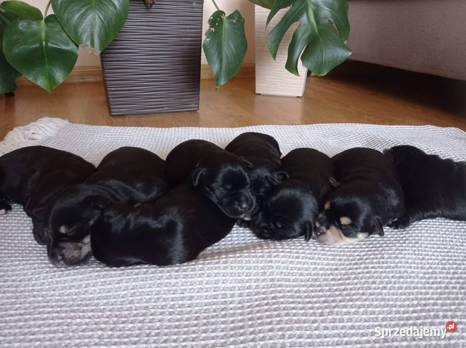 Sznaucer miniatura miniaturka Gręboszów