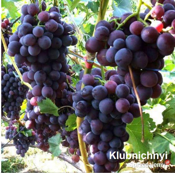 Sadzonki obiecujących odmian winogron Owocowe Warszawa