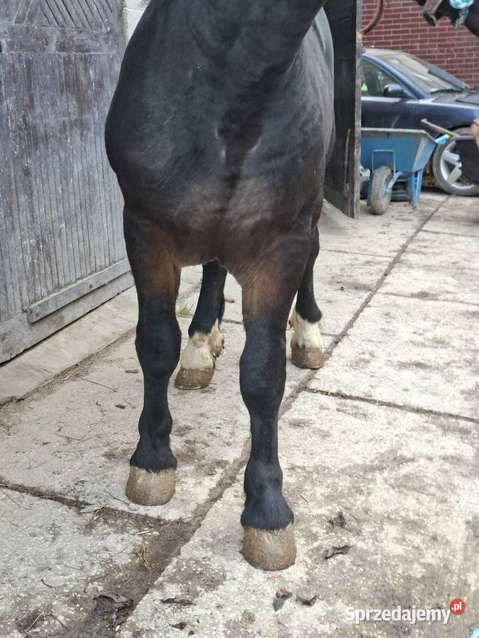 Sprzedam konia świętokrzyskie Huta Stara