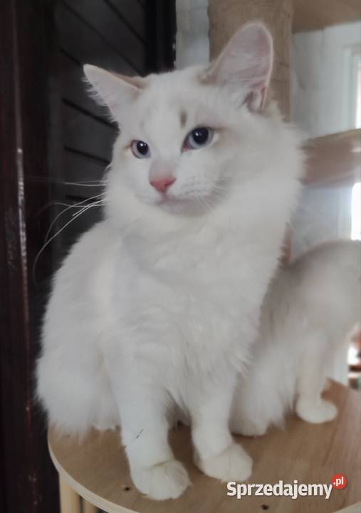 Ulian Dumka cudowny kocurek neva masquerade Warszawa