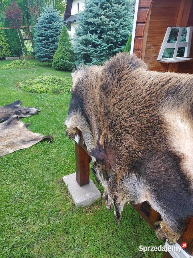 Dzik Skóra z Dzika Dekoracyjna Trofeum Skóry z małopolskie