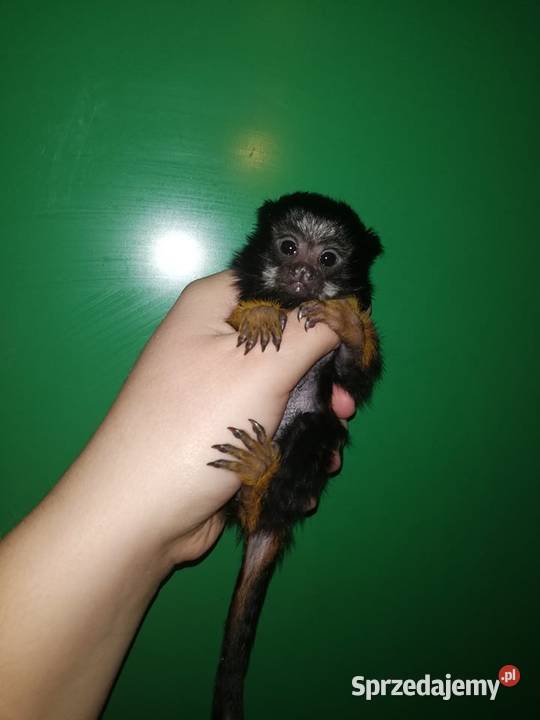 Tamarynka złotoręka ręcznie wykarmiona Pozostałe
