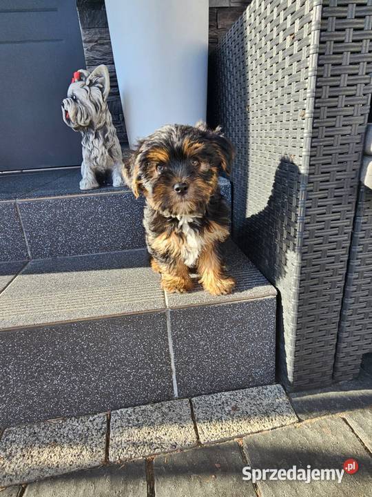 York terrier chłopczyk łódzkie