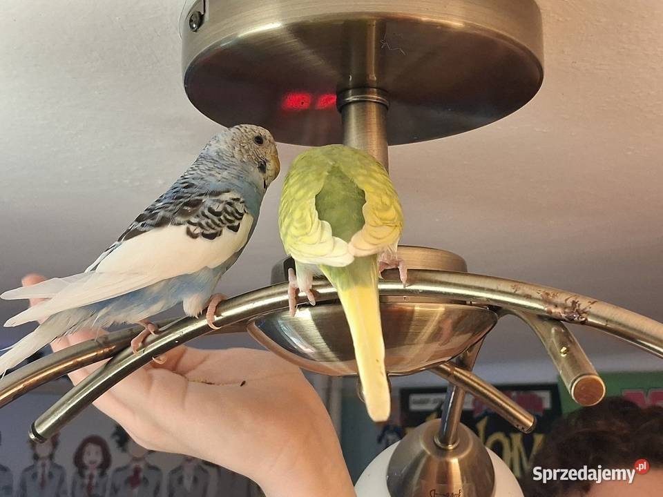 Papugi faliste papuga falista Warszawa