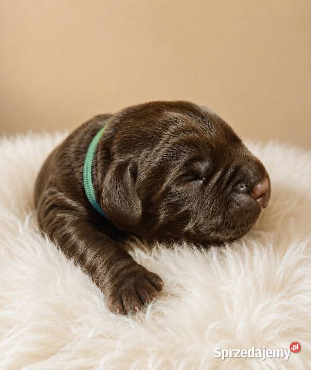 Labrador Retriever czekoladowy piesek dolnośląskie