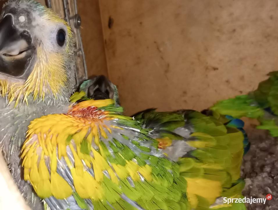 Amazonki niebieskoczelne xanthopteryx Dobczyce sprzedam