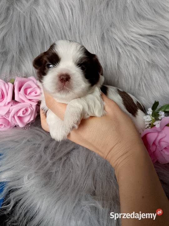 Piękna biało czekoladowa suczka rasy ShihTzu Namysłów