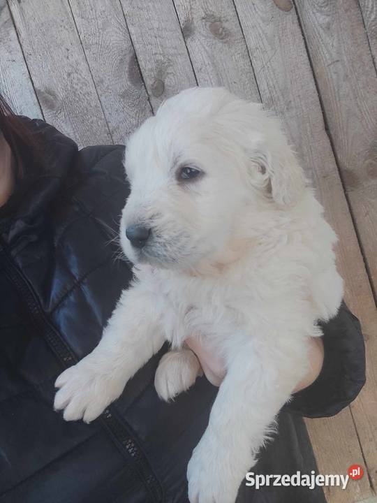 Owczarek podhalański świętokrzyskie Smerdyna