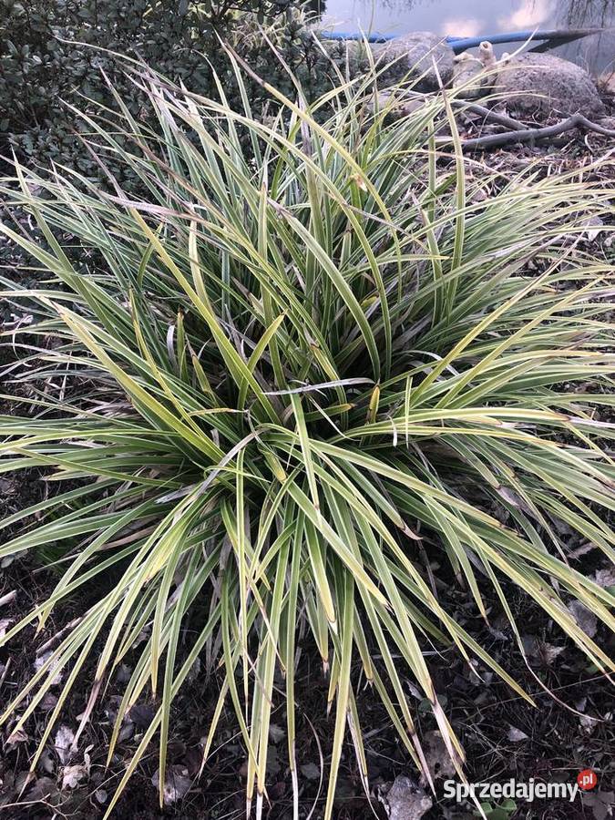 Sadzonki turzycy Morrowa nadwyżki Trawy Krzekotówek