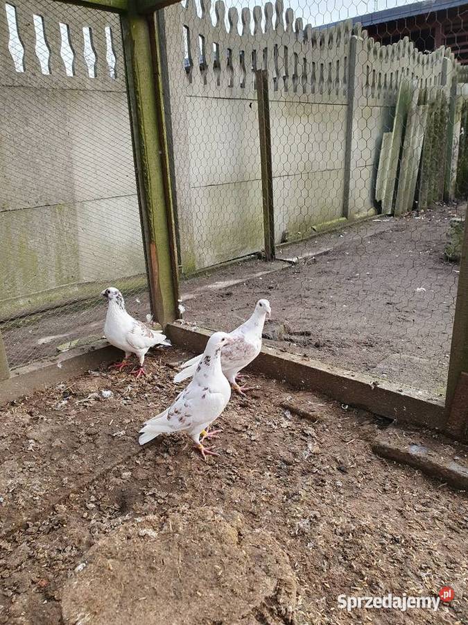 Rzeszowskie zamienię sprzedam Radomsko sprzedam