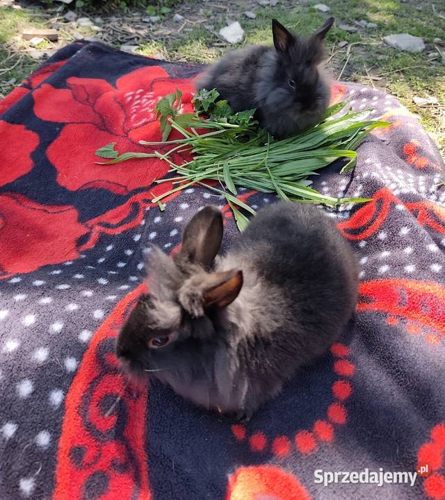 Króliczki miniaturki