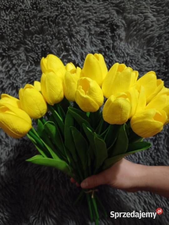 Tulipany żółty mazowieckie Radom