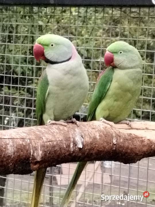 Aleksandretty Wielkie 2 pary legowe Olkusz