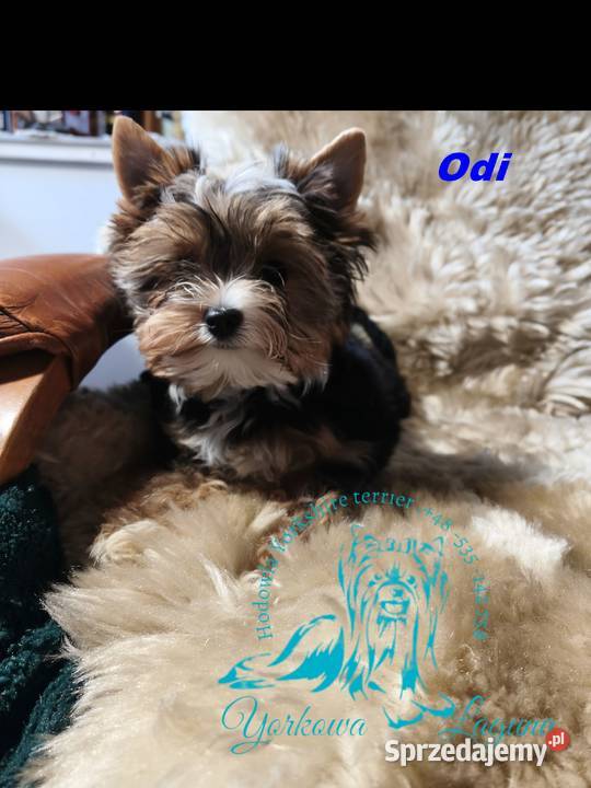 yorkshire terrier chłopiec tricilor Kraków