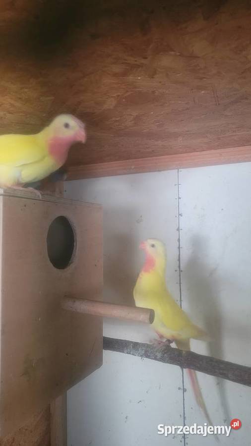 Księzniczki walii lutino Wieliczka