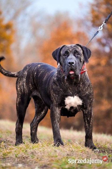 Presa Canario Dog Kanaryjski Płock
