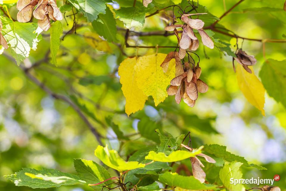 Klon jawor Acer pseudoplatanus obwód 1618 z