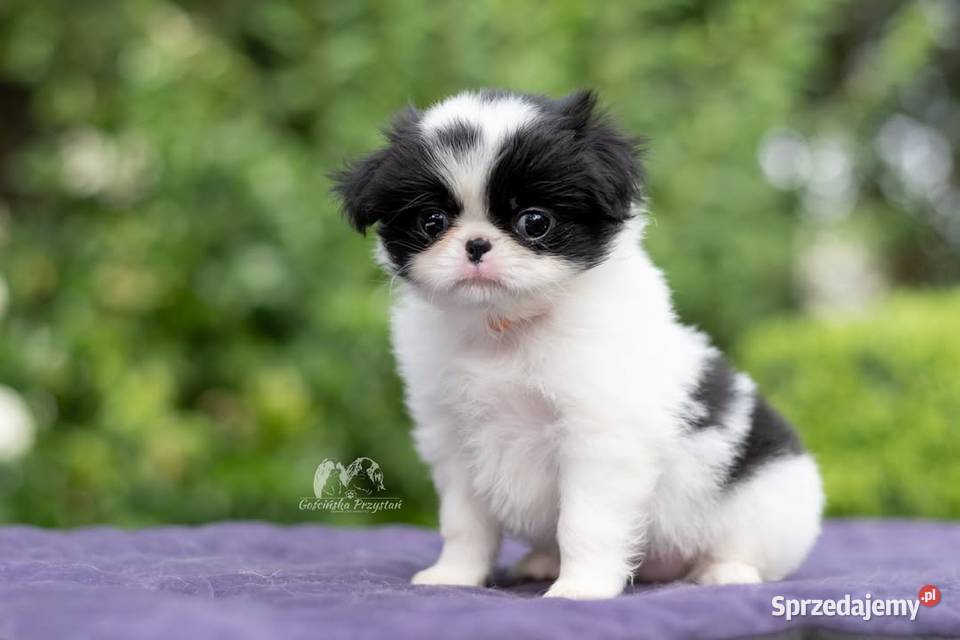 Chin Japoński szczeniak Japan Chin Japanese Chin zachodniopomorskie Gościno sprzedam