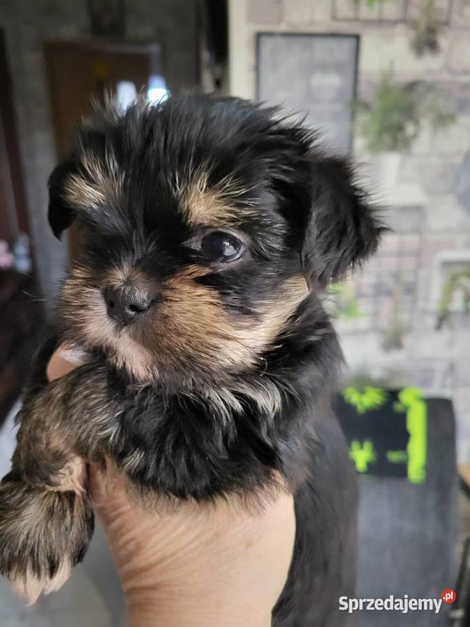 Shih tzu śliczne pieski Radom