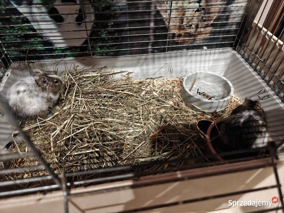 Oddam 2 koszatniczki Radom