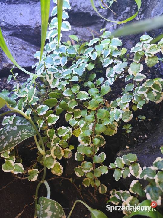 Rośliny terrarium Białystok