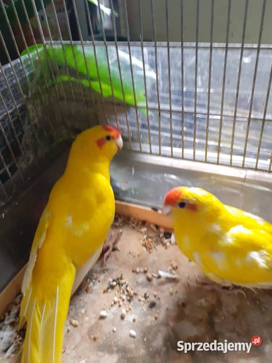 Modrolotki sprzedam Przemyśl