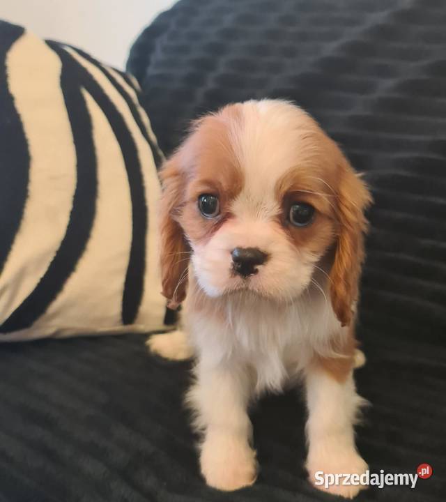 Cavalier sunia z czteropokoleniowym rodowodem Żarki