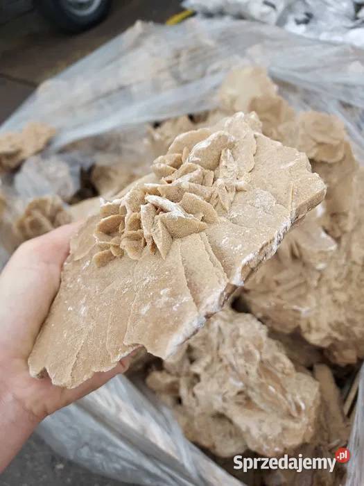 Desert Rose Róża Pustyni Łuków