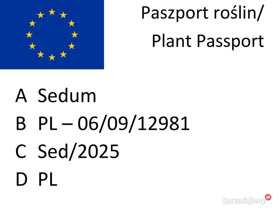 Rozchodnik złocisty lubelskie Lublin