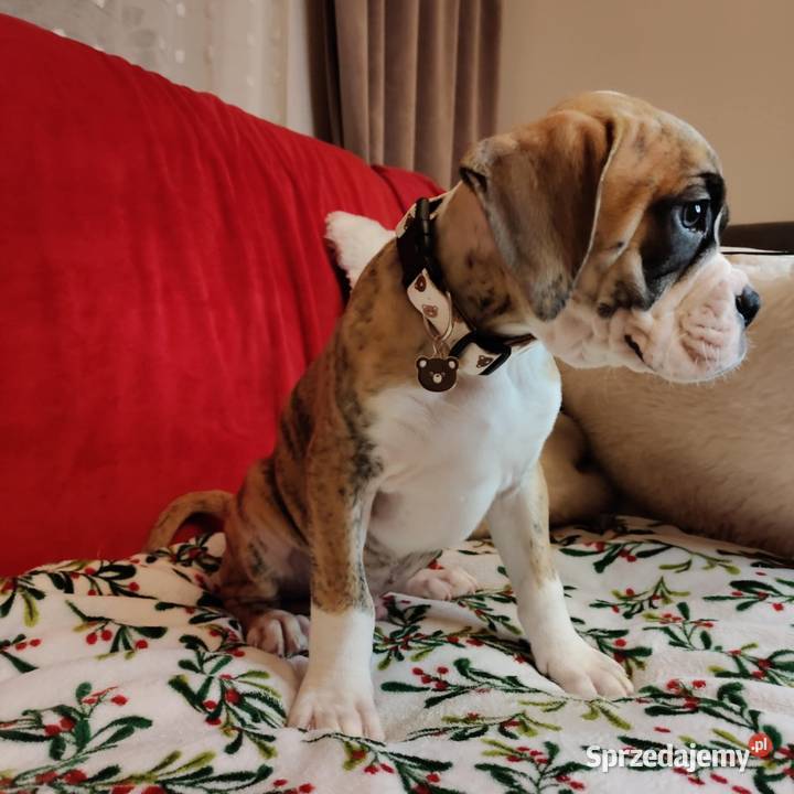 Bokser podkarpackie Łańcut