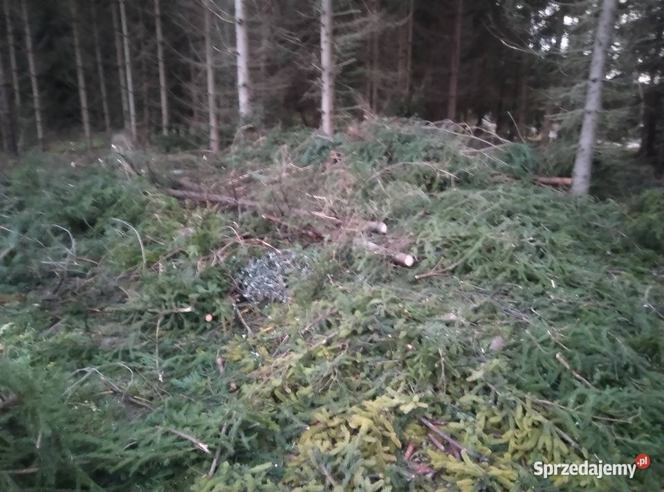 Gałęzie świerkowe i sosnowe na zrębki Barczewo sprzedam