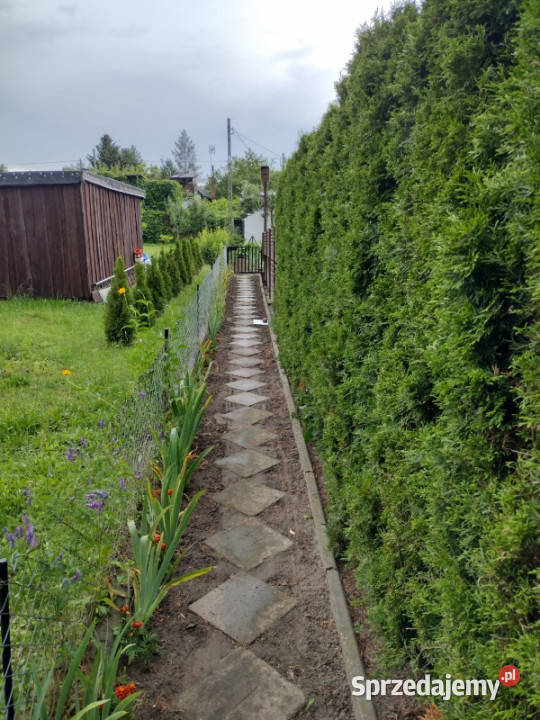 Działka ROD z domkiem 2025 Aleksandrów Kujawski Sprzedaż