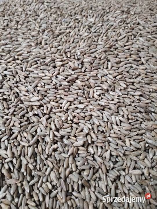 Żyto ozime ekologiczne Produkcja roślinna warmińsko-mazurskie Kieźliny sprzedam