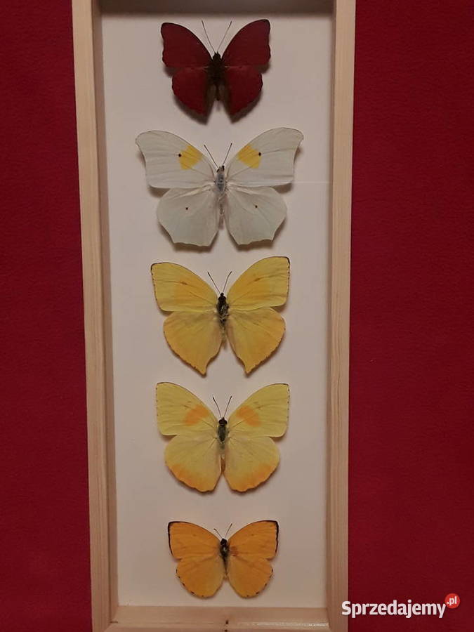 Motyle w ramce 14x35 Cymothoe Anteos Phoebis