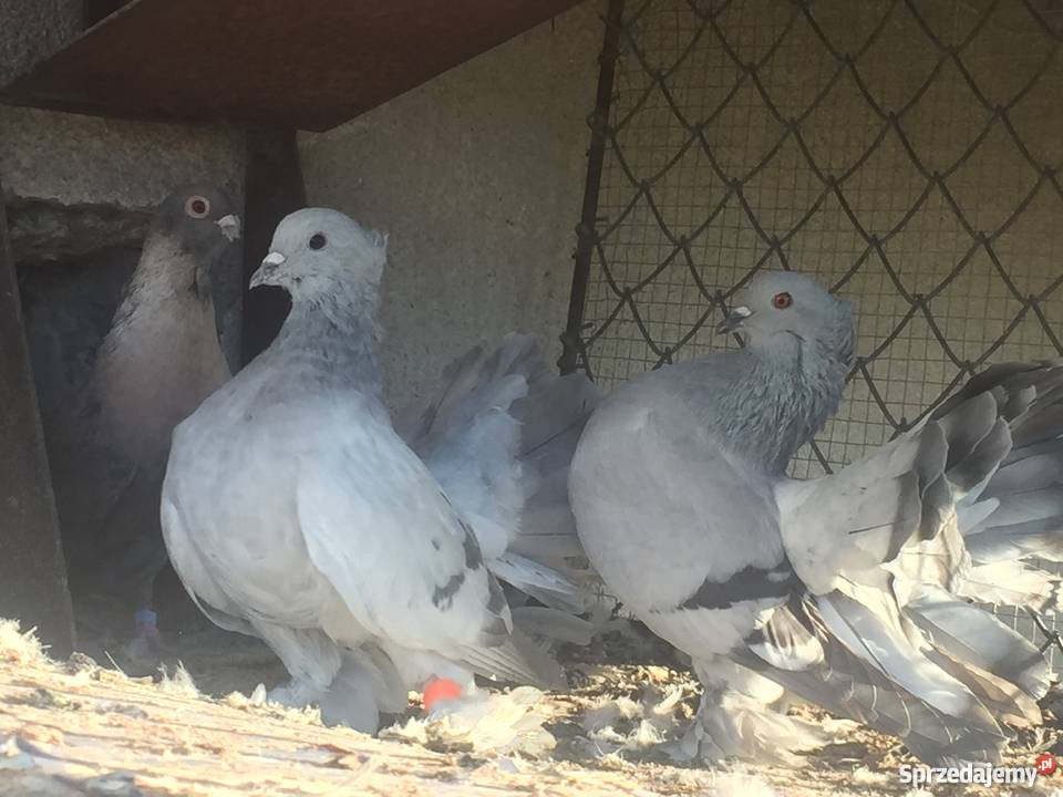 Pawik pawiki indyjskie Mogilno