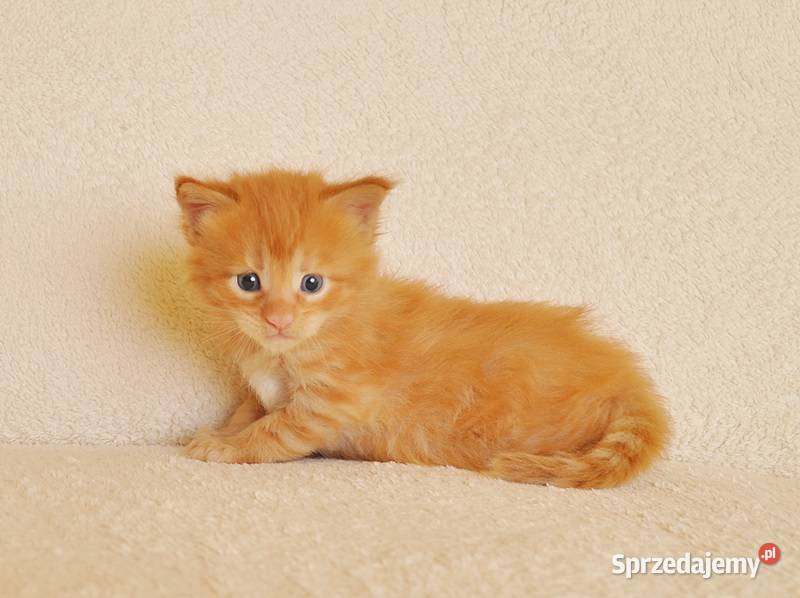 Przepiękny rudeczek Maine Coon LEGALNA HODOWLA Białystok