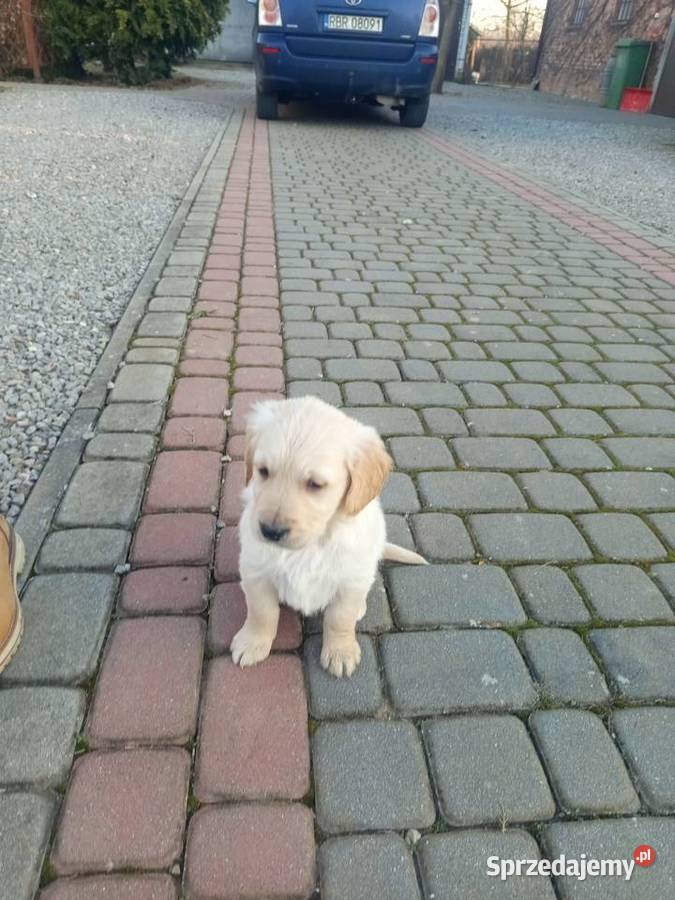 Golden retriever Gągolin