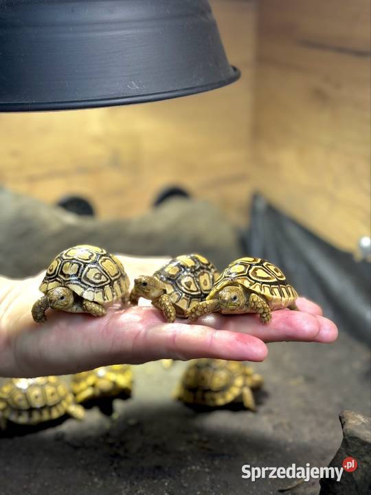 Żółwie lamparcie Jeżów Sudecki