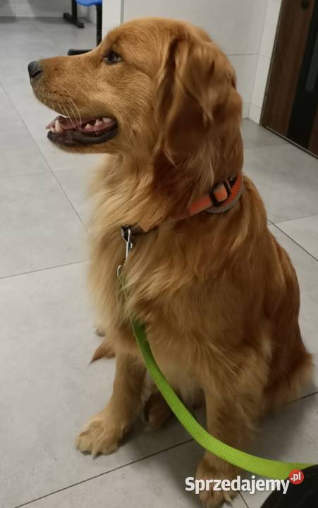 Suczka 100linia amerykańska Golden retriever Golden Retriever