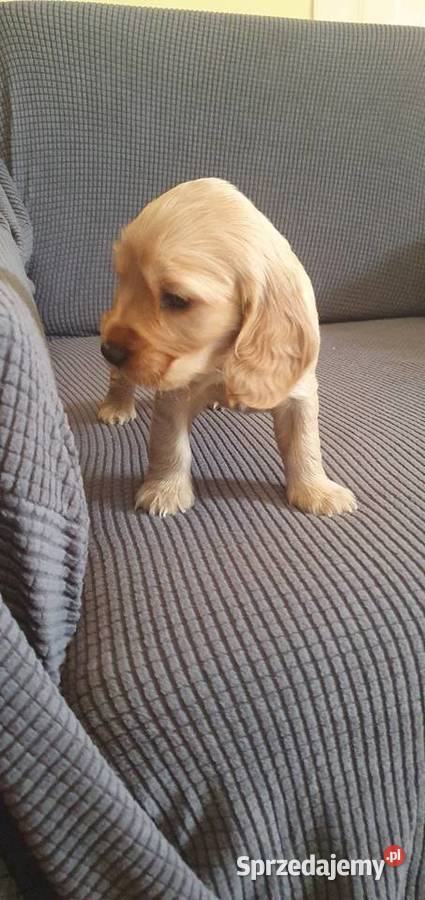 Cocker Spaniel Angielski suczka mazowieckie Radom
