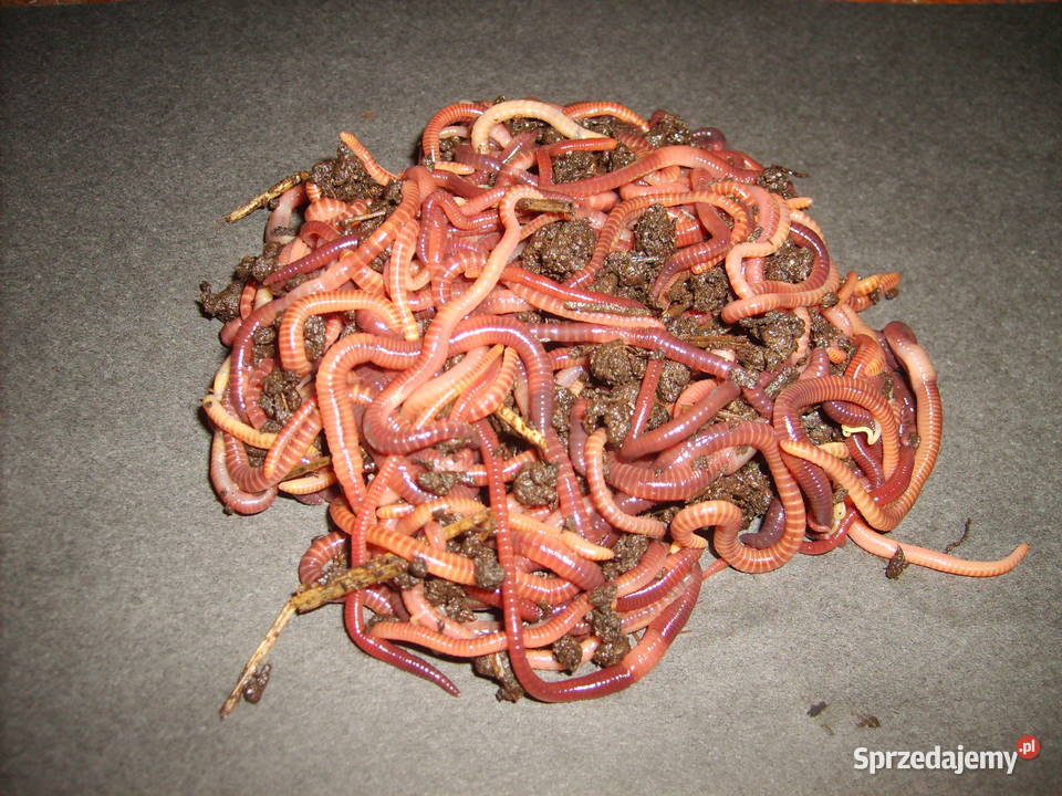 Dżdżownice kalifornijskie 500 Wrocław