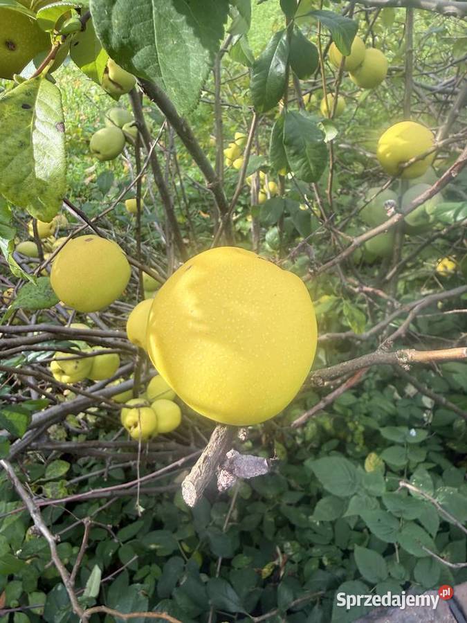 Pigwowiec - świeże owoce na syrop, nalewkę i przetwory