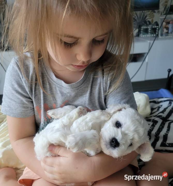 szczeniak bichon frise