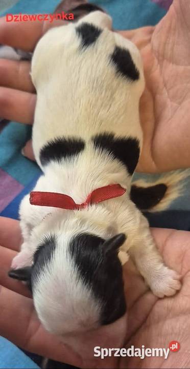 Do Rezerwacji Szczenięta Morkie Konin