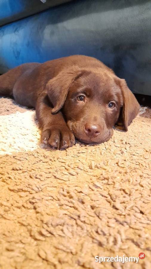 sprzedam szczeniaki labrador retriver Tokarnia