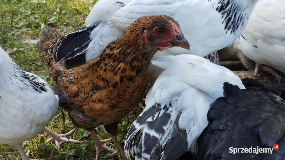 Kogutki Sussex leghorn mix łódzkie Podwody