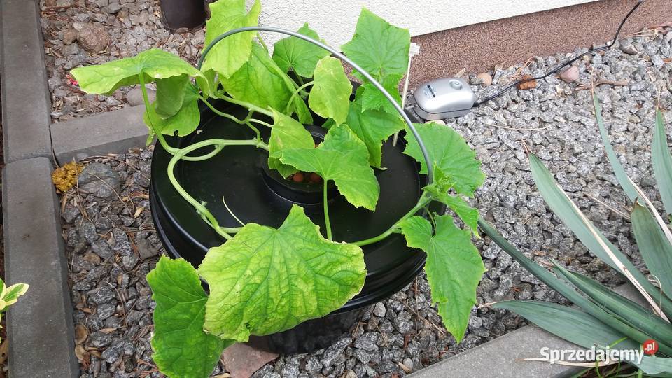 Pojemnik do Hydroponiki 20l Wrocław